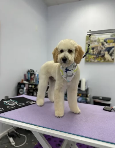 Mix Breed Dog groomed by Sassy Paws Dog Grooming in New Jersey
