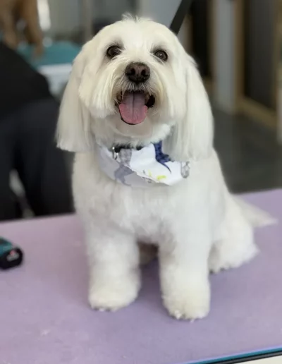 Coton De Tulear Dog groomed by Sassy Paws Dog Grooming in New Jersey