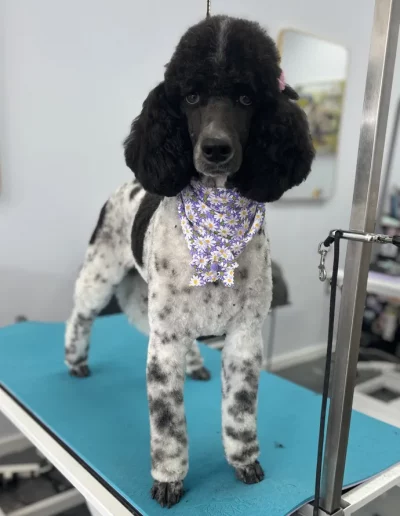 Poodle Dog groomed by Sassy Paws Dog Grooming in New Jersey