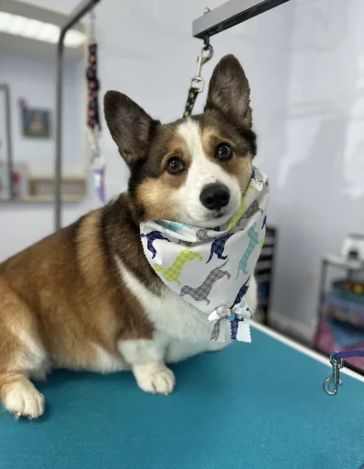 Pembroke Welsh Corgi groomed by Sassy Paws Dog Grooming in New Jersey