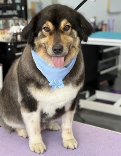 Australian Shepherd Dog groomed by Sassy Paws Dog Grooming in New Jersey