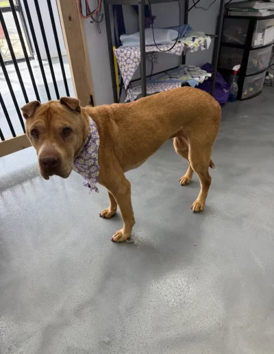 Mix Breed Dog groomed by Sassy Paws Dog Grooming in New Jersey