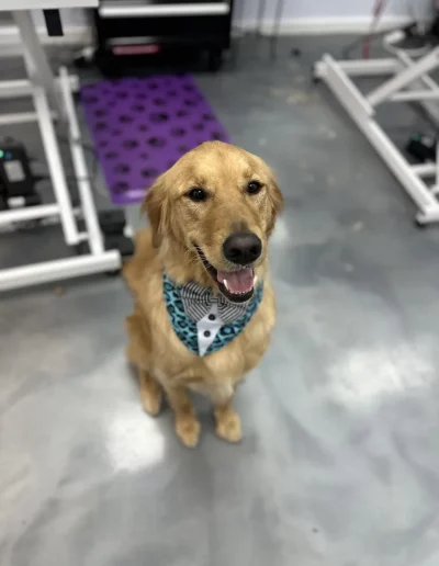 Happy Golden Retriever Dog groomed by Sassy Paws Dog Grooming in New Jersey