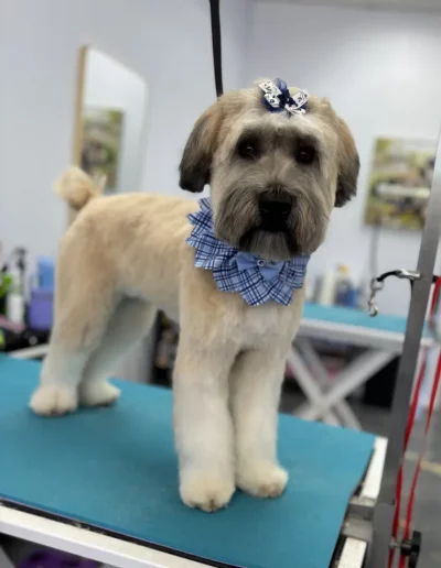 Mixed Breed Dog groomed by Sassy Paws Dog Grooming in New Jersey
