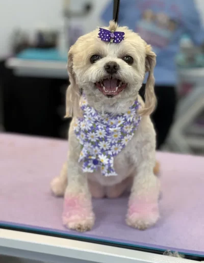 Shih Tzu Dog groomed by Sassy Paws Dog Grooming in New Jersey