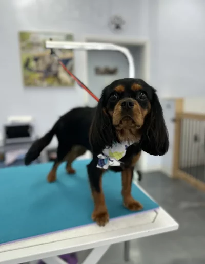 Cavalier King Charles Spaniel Dog groomed by Sassy Paws Dog Grooming in New Jersey
