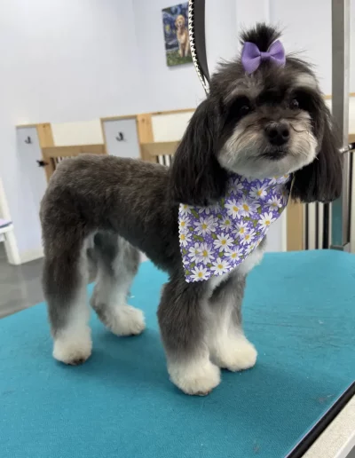 Shih Tzu Dog groomed by Sassy Paws Dog Grooming in New Jersey