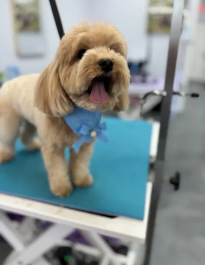 Mixed Breed Dog groomed by Sassy Paws Dog Grooming in New Jersey