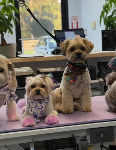 Mixed Breed Dogs groomed by Sassy Paws Dog Grooming in New Jersey