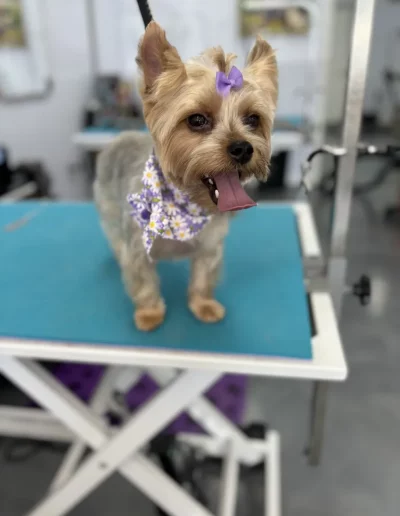 Mixed Breed Dog groomed by Sassy Paws Dog Grooming in New Jersey