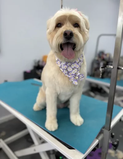Mixed Breed Dog groomed by Sassy Paws Dog Grooming in New Jersey