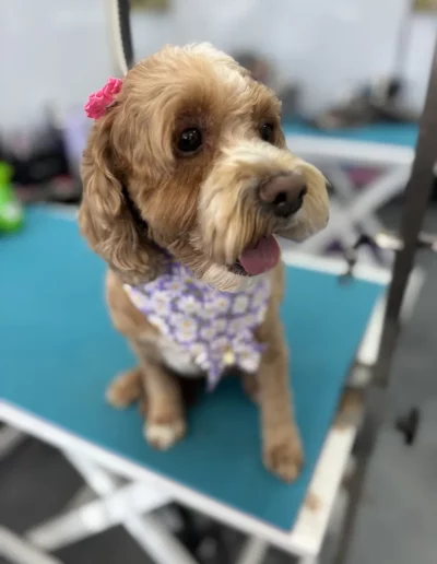 Cockapoo Dog groomed by Sassy Paws Dog Grooming in New Jersey