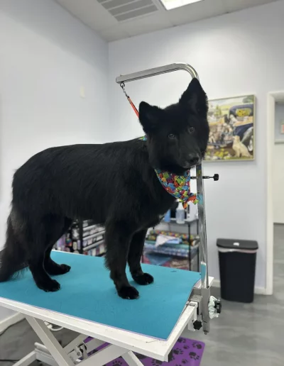 Chow Chow Dog groomed by Sassy Paws Dog Grooming in New Jersey