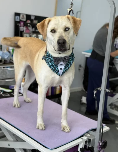 Labrador Retriever Dog groomed by Sassy Paws Dog Grooming in New Jersey