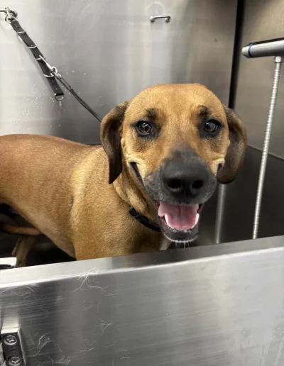 Redbone Coonhound Dog groomed by Sassy Paws Dog Grooming in New Jersey