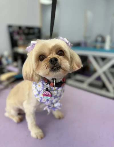 Shih Tzu Dog groomed by Sassy Paws Dog Grooming in New Jersey