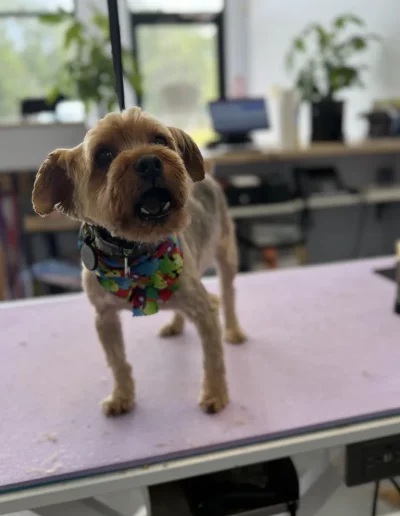Yorkshire Terrier Dog with colorful bandana groomed by Sassy Paws Dog Grooming