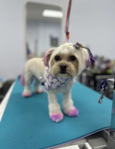 Cross-breed Maltipoo with dyed purple paws and ears groomed by Sassy Paws Dog Grooming