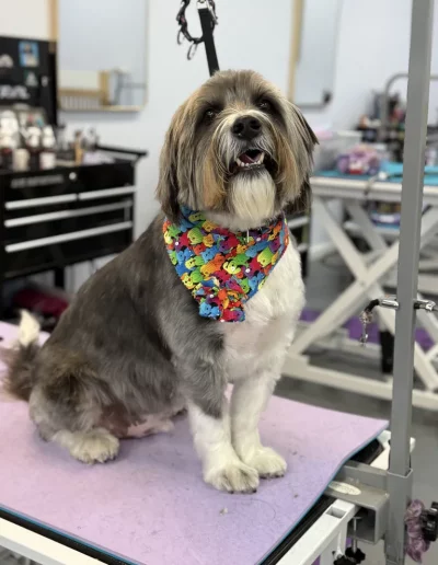 Lhasa Apso Dog with colorful bandana groomed by Sassy Paws Dog Grooming