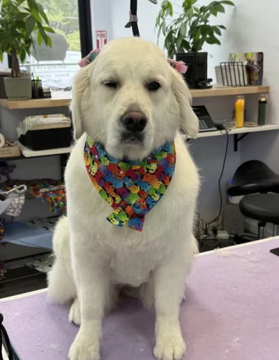 Great Pyrenees Dog with colorful bandana and hairclips groomed by Sassy Paws Dog Grooming