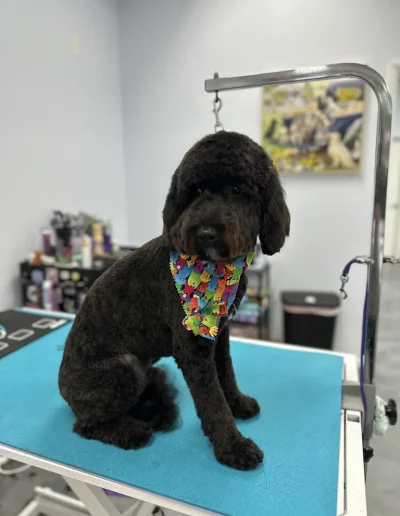 Labradoodle Dog groomed by Sassy Paws Dog Grooming in New Jersey