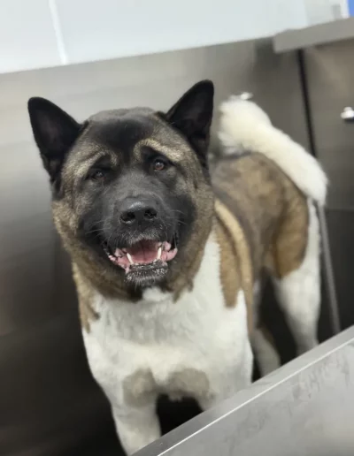 Akita Dog groomed by Sassy Paws Dog Grooming in New Jersey