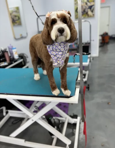 Cocker Spaniel Dog with purple daisy bandana groomed by Sassy Paws Dog Grooming in New Jersey